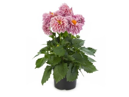 Untitled design 2024 03 26T204235.741