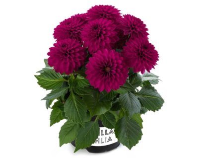 Untitled design 2024 03 26T204034.395