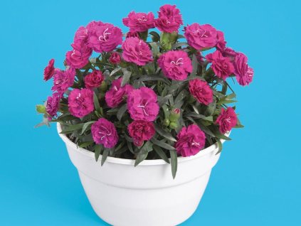 Dizajn bez názvu(369)