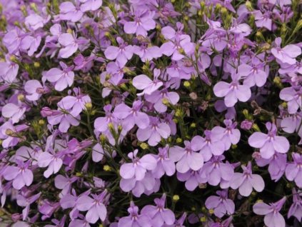 Dizajn bez názvu(278)