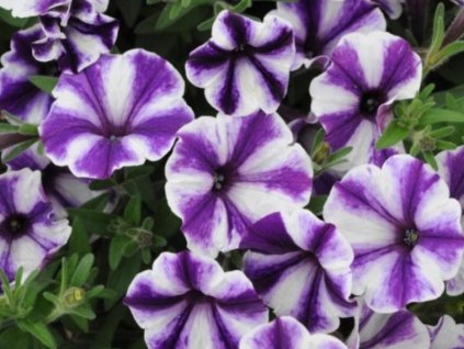 Dizajn bez názvu(326)