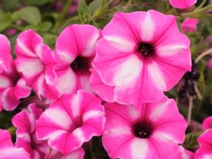 Dizajn bez názvu(336)