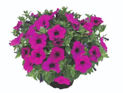 Dizajn bez názvu(334)