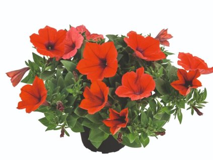 Dizajn bez názvu(335)