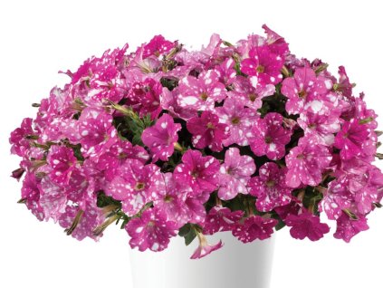 Dizajn bez názvu(340)