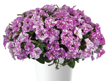 Dizajn bez názvu(337)