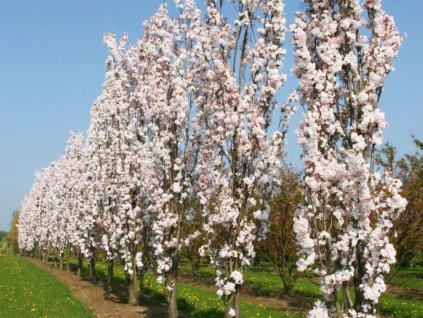 Okrasná čerešňa AMANOGAWA 150-180 cm, kont. 15 l