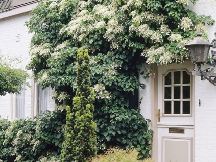 Popínavé rastliny Hortenzia popínavá Petiolaris 50 60 cm(1)