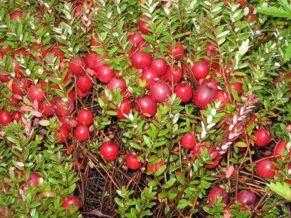 drobné ovocie ducplant(98)