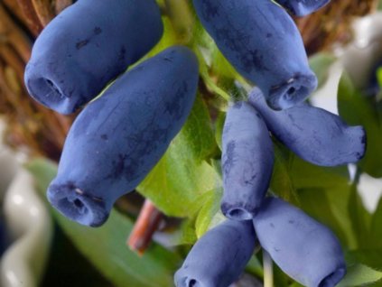 drobné ovocie ducplant(83)
