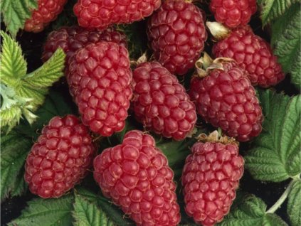 Malinočernica Buckingham Tayberry 30-50 cm, kont. 1 l