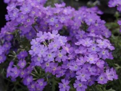 Untitled design 2024 05 01T214604.998