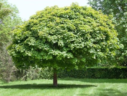 okrasne dreviny ducplant(277)