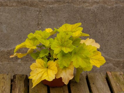 Trvalky Heuchera Electra