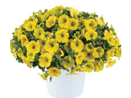 Dizajn bez názvu(189)