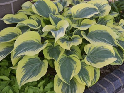 Trvalky Hosta American Halo(1)