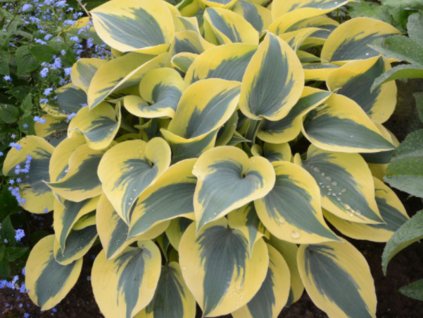 Hosta Autumn Frost