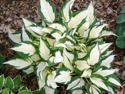 Trvalky Hosta Fire and Ice(1)