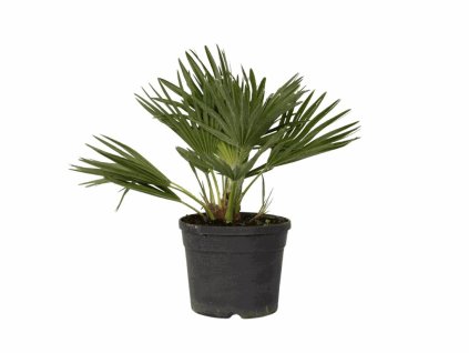 Palmy Chamaerops Vulcano