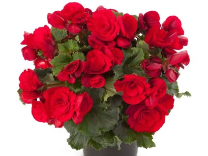 Dizajn bez názvu(371)