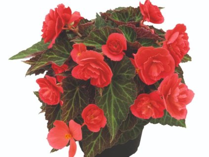 Dizajn bez názvu(372)