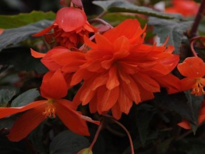 Dizajn bez názvu(378)