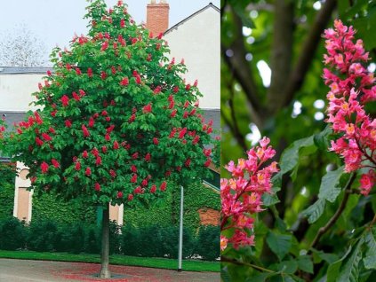 Pagaštan pleťový Briottii 300-400 cm, obvod kmeňa 8-10cm, kont. 45 l