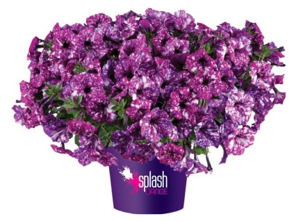 Dizajn bez názvu(194)