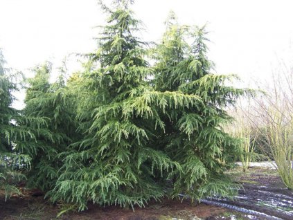 okrasne dreviny ducplant(333)