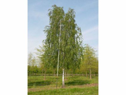 Dreviny na kmienku Breza previsnutá na kmienku 300 400 cm(1)