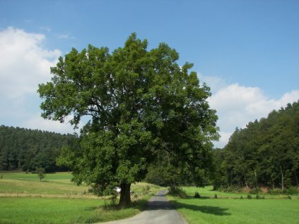 Dreviny na kmienku Jaseň štíhly na kmienku, výška 300 400 cm