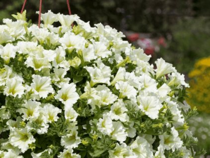 Dizajn bez názvu(198)