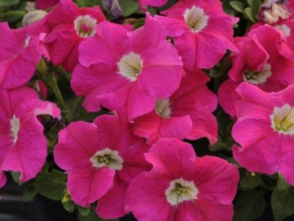 Dizajn bez názvu(201)