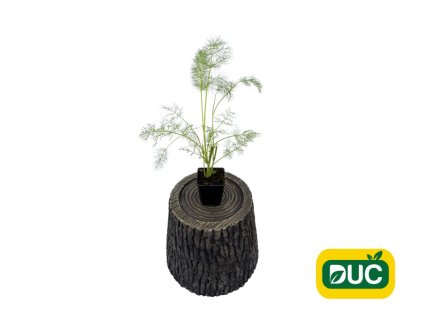 Bylinky Fenikel obyčajný Green Pincher Foeniculum, kont. 0,5 l