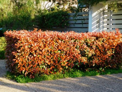 Červienka Fraserova Red Robin 180-250 cm, kont. 30 l