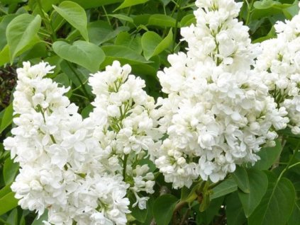 Orgován Monique Lemoine