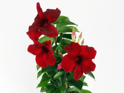 Dizajn bez názvu(122)