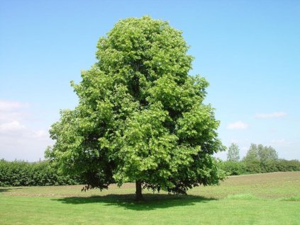 okrasne dreviny ducplant(547)