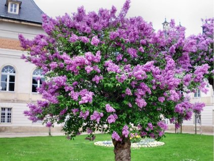 okrasne dreviny ducplant(548)