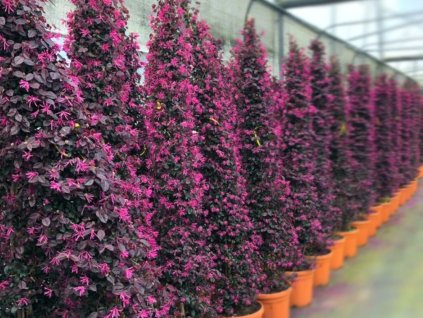 Loropetalum čínske Fede 170-200 cm, kont. 45 l