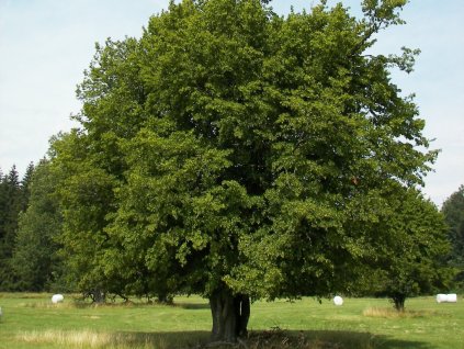 Okrasné stromy Hrab obyčajný 40 70cm(1)