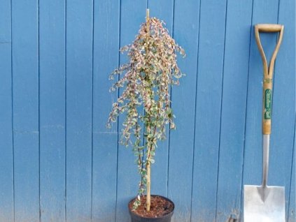 okrasne dreviny ducplant(12)