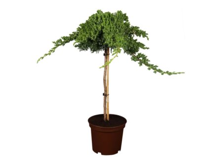 okrasne dreviny ducplant(417)