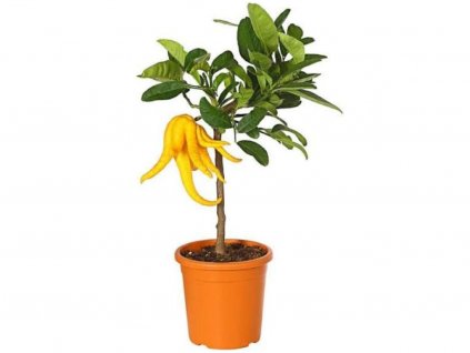 okrasne dreviny ducplant(108)