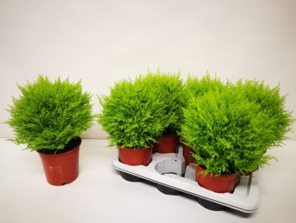 okrasne dreviny ducplant(596)