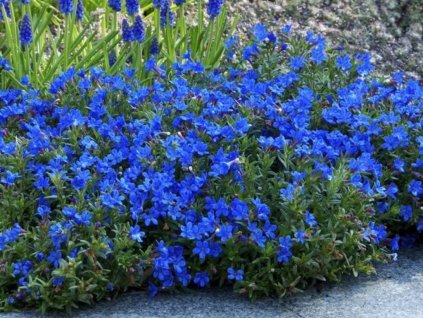 Trvalky Kamejka Heavenly Blue(1)