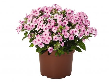 Trvalky Flox metlinatý Flame Pro Pink Pop