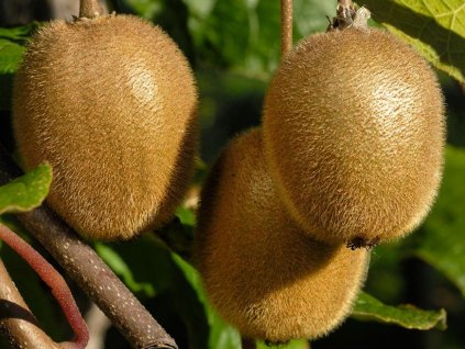 drobné ovocie ducplant(137)
