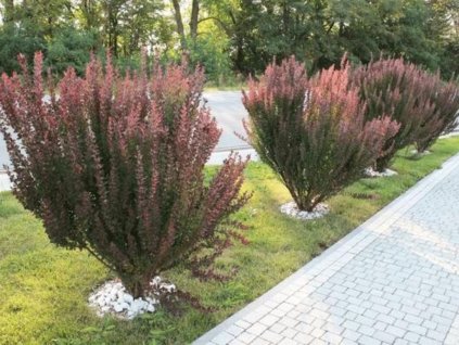 okrasne dreviny ducplant(839)