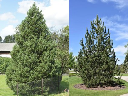 Okrasné stromy Borovica pyrenejská 30 40cm(1)